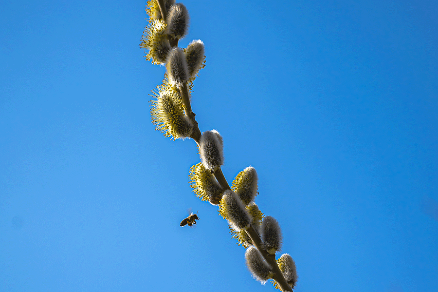 Palmkätzchen in unserem Garten blühen; erste Bienen im Anflug zum Nektar - Foto JoSt   2026